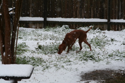 2010-02-23-Bevo-Snow-27.JPG