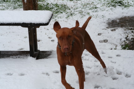 2010-02-23-Bevo-Snow-28.JPG
