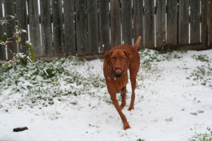 2010-02-23-Bevo-Snow-30.JPG