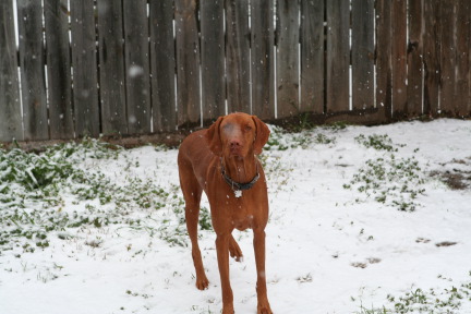 2010-02-23-Bevo-Snow-31.JPG