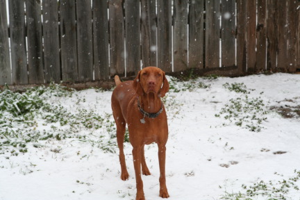 2010-02-23-Bevo-Snow-32.JPG