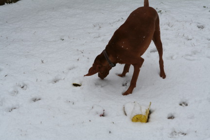2010-02-23-Bevo-Snow-35.JPG