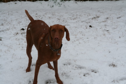 2010-02-23-Bevo-Snow-39.JPG