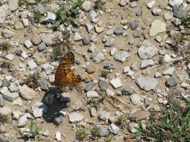 IMG_2493.jpg