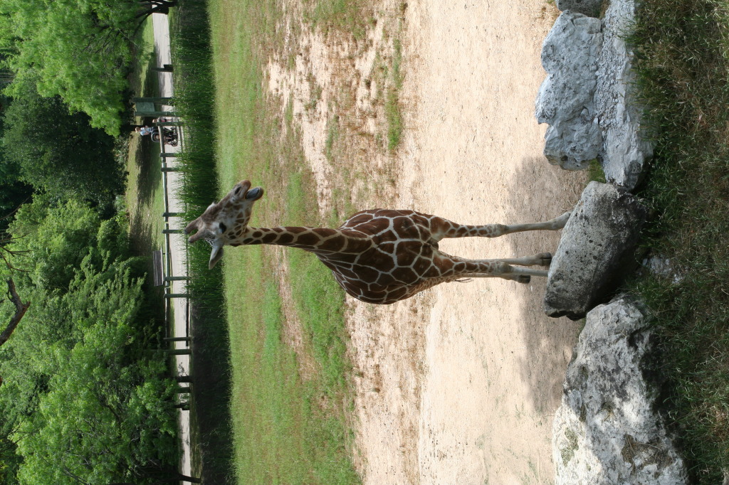 2010/05(May)/NYOS-Waco-Zoo/1024x768_IMG_0837.JPG