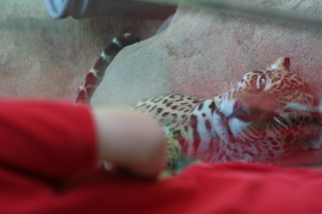 2010/05(May)/NYOS-Waco-Zoo/640x480_IMG_0823.JPG
