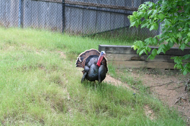 2010/05(May)/NYOS-Waco-Zoo/640x480_IMG_0833.JPG