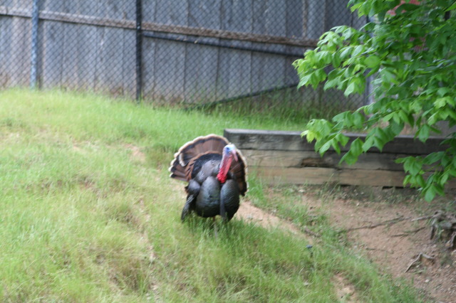 2010/05(May)/NYOS-Waco-Zoo/640x480_IMG_0834.JPG