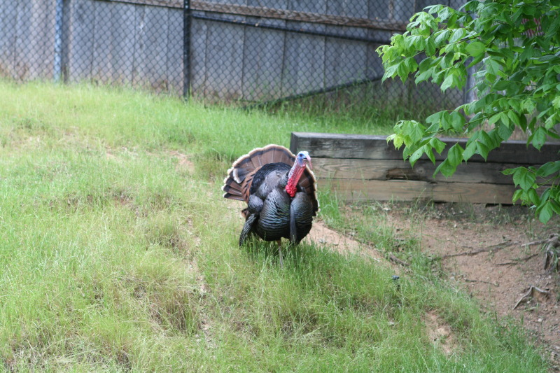 2010/05(May)/NYOS-Waco-Zoo/800x600_IMG_0833.JPG