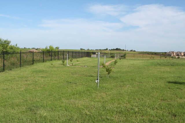 2010/06(June)/New-House/328-New-House/640x480_2010-06-28-New-House-083-Back-Yard.JPG