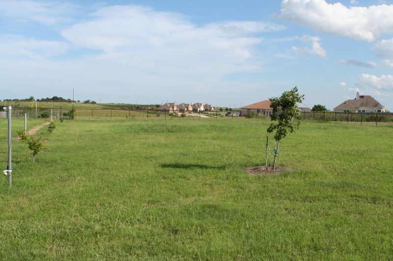 2010/06(June)/New-House/328-New-House/800x600_2010-06-28-New-House-084-Back-Yard.JPG