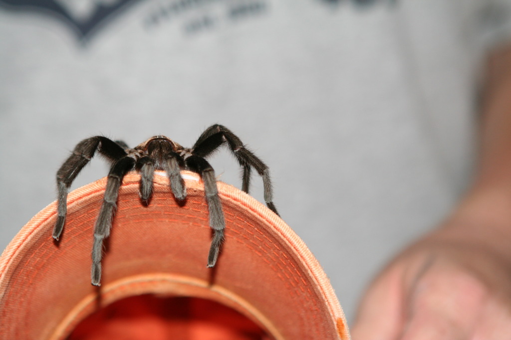 2010/10(October)/Pack409-Inks-Lake/1024x768_2010-10-16-Pack409-Inks-Lake-155-tarantula.JPG
