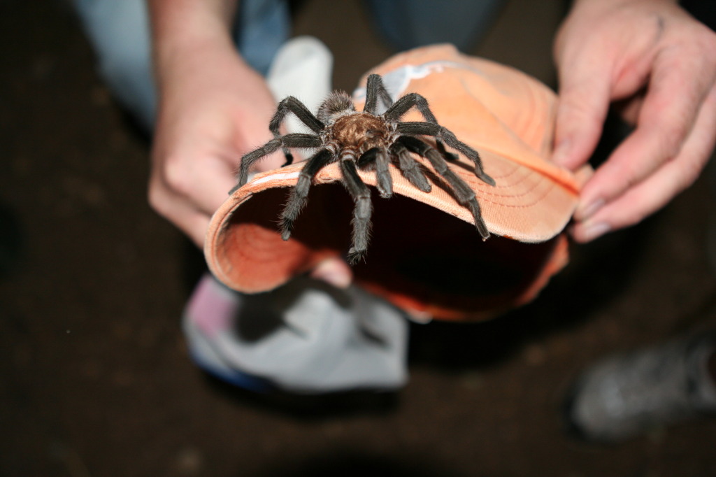 2010/10(October)/Pack409-Inks-Lake/1024x768_2010-10-16-Pack409-Inks-Lake-158-tarantula-GOOD.JPG