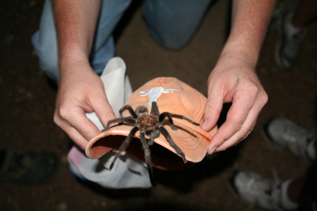 2010/10(October)/Pack409-Inks-Lake/640x480_2010-10-16-Pack409-Inks-Lake-156-tarantula.JPG
