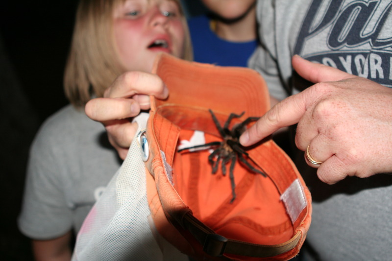 2010/10(October)/Pack409-Inks-Lake/800x600_2010-10-16-Pack409-Inks-Lake-161-tarantula.JPG