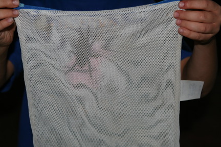 2010-10-16-Pack409-Inks-Lake-154-tarantula.JPG
