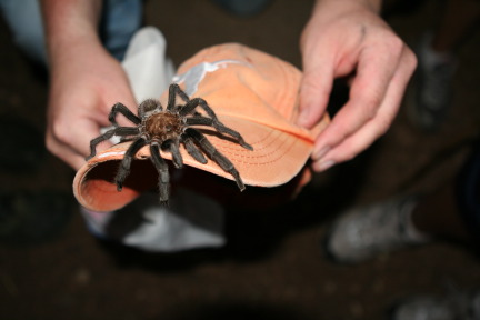 2010-10-16-Pack409-Inks-Lake-157-tarantula.JPG