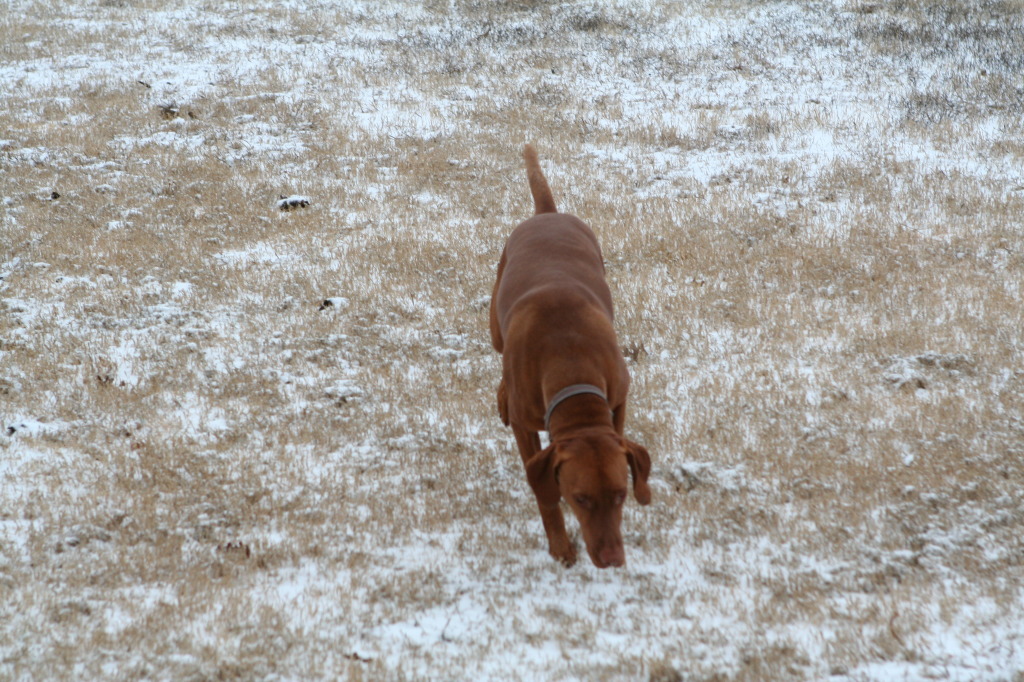 2011/02(February)/Snow-in-Austin/1024x768_2011-02-04-Snow-in-Hutto-06-Bevo.JPG