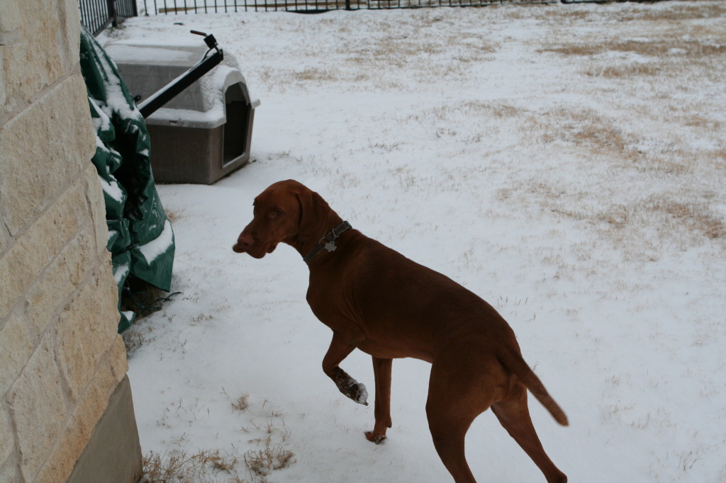 2011/02(February)/Snow-in-Austin/1024x768_2011-02-04-Snow-in-Hutto-07-Bevo.JPG