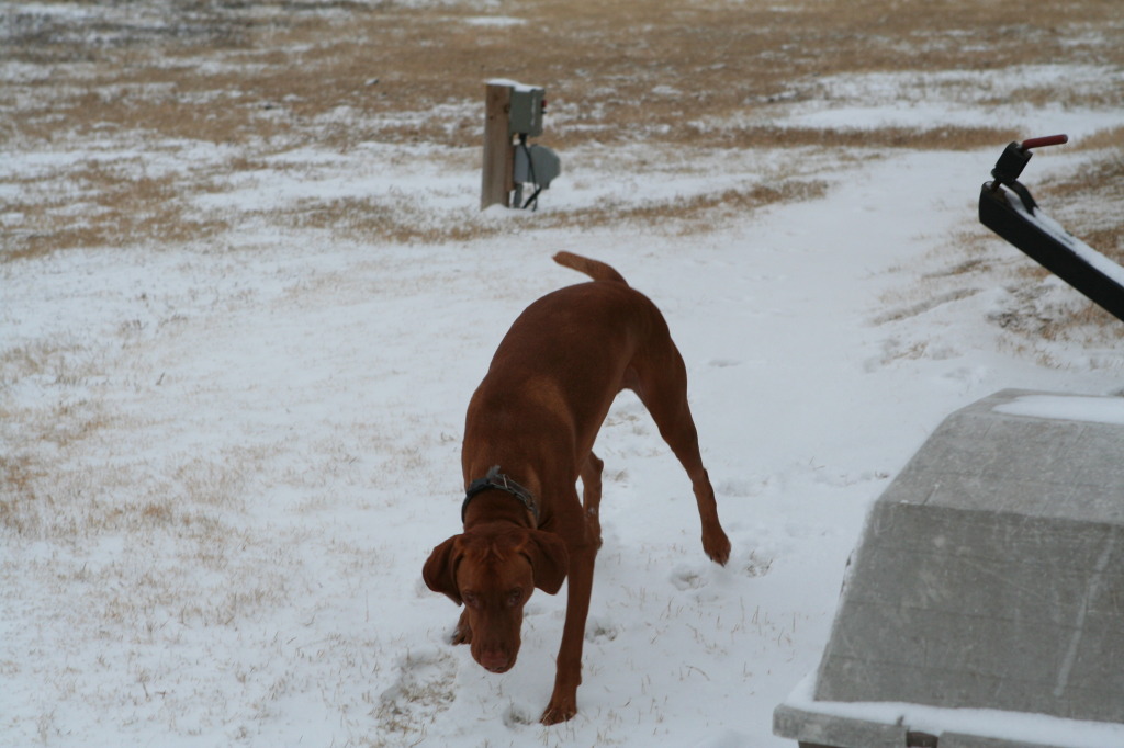 2011/02(February)/Snow-in-Austin/1024x768_2011-02-04-Snow-in-Hutto-12-Bevo.JPG