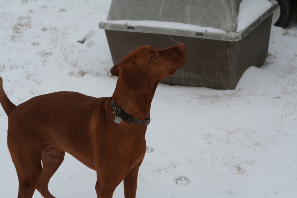 2011/02(February)/Snow-in-Austin/1024x768_2011-02-04-Snow-in-Hutto-14-Bevo.JPG