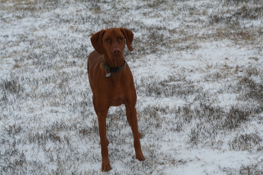 2011/02(February)/Snow-in-Austin/1024x768_2011-02-04-Snow-in-Hutto-19-Bevo.JPG