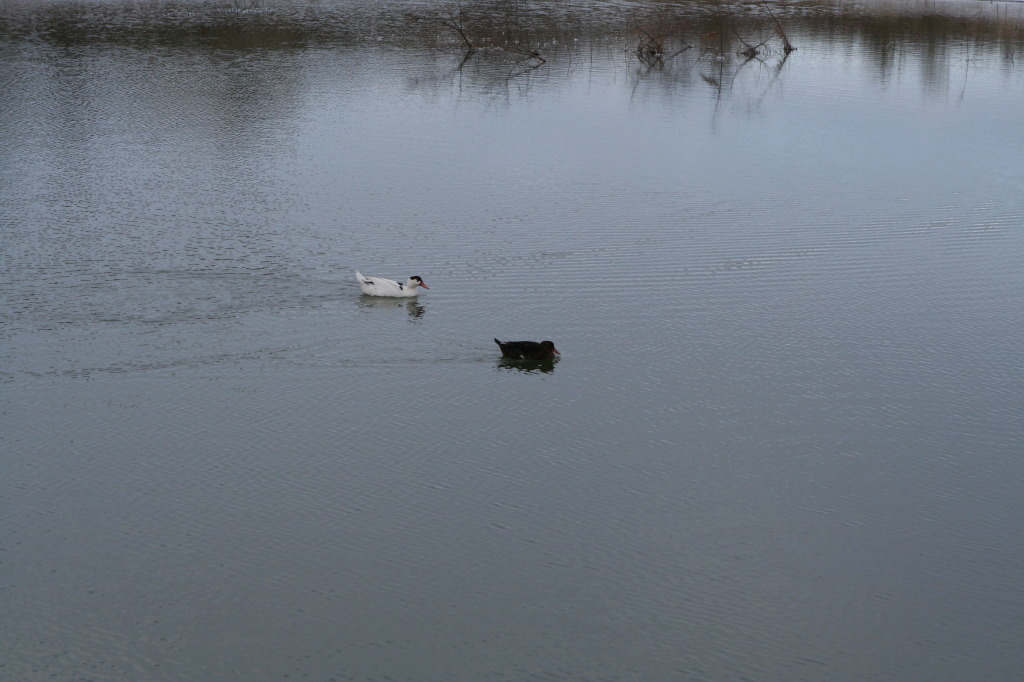 2011/02(February)/Snow-in-Austin/1024x768_2011-02-04-Snow-in-Hutto-49-Ducks.JPG