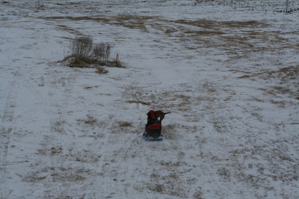2011/02(February)/Snow-in-Austin/1024x768_2011-02-04-Snow-in-Hutto-54-Chanc-Bevo.JPG