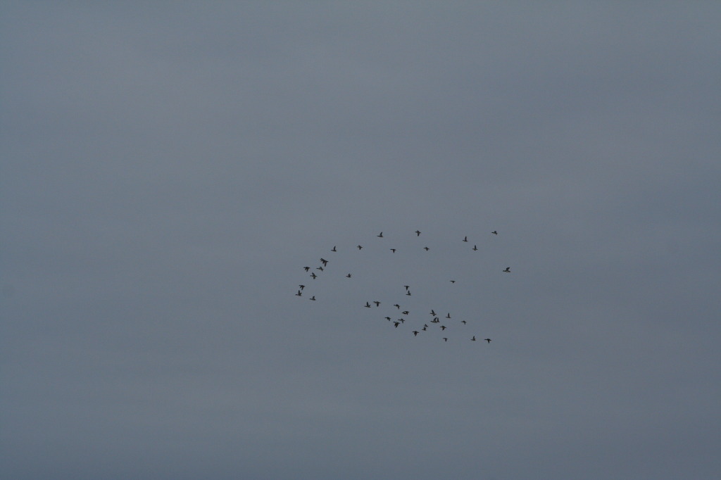 2011/02(February)/Snow-in-Austin/1024x768_2011-02-04-Snow-in-Hutto-57-Geese.JPG
