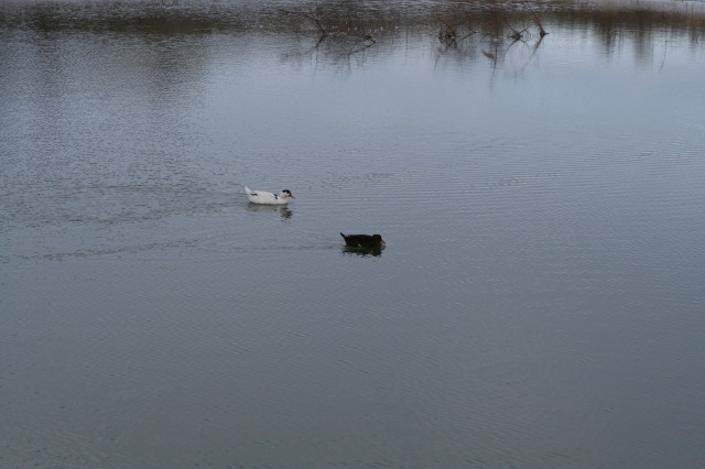 2011-02-04-Snow-in-Hutto-49-Ducks.JPG