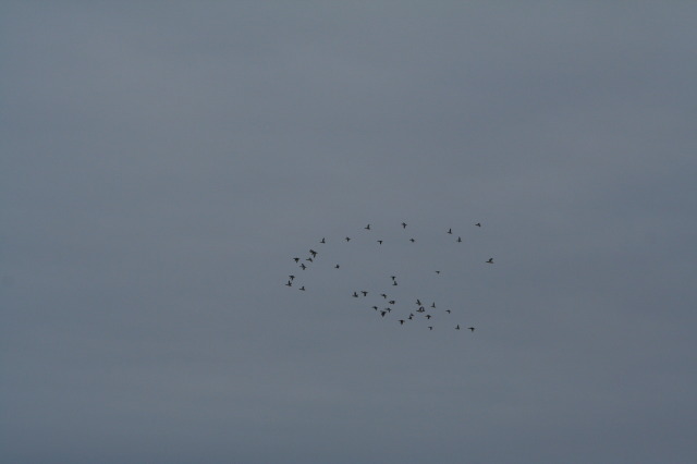 2011-02-04-Snow-in-Hutto-57-Geese.JPG