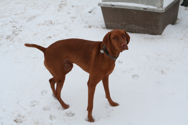 2011/02(February)/Snow-in-Austin/800x600_2011-02-04-Snow-in-Hutto-13-Bevo.JPG