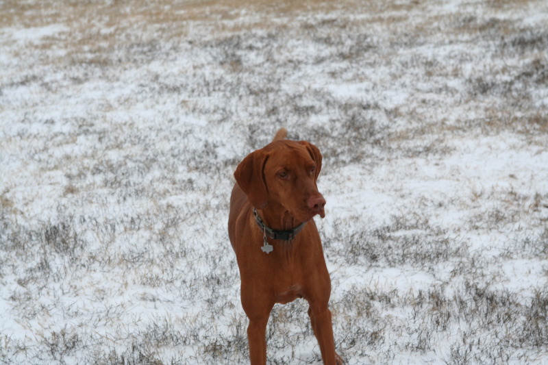 2011/02(February)/Snow-in-Austin/800x600_2011-02-04-Snow-in-Hutto-20-Bevo.JPG