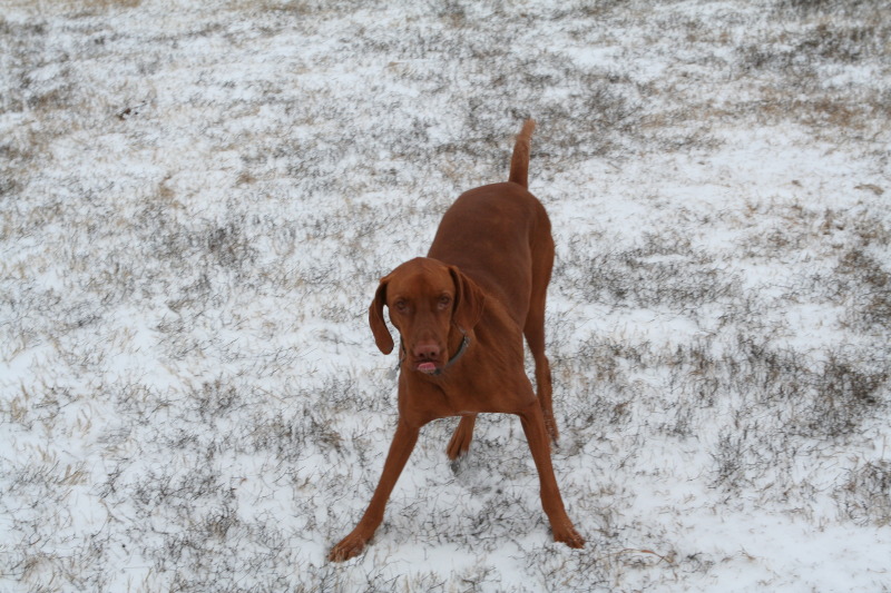 2011/02(February)/Snow-in-Austin/800x600_2011-02-04-Snow-in-Hutto-21-Bevo.JPG