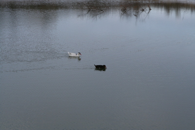 2011/02(February)/Snow-in-Austin/800x600_2011-02-04-Snow-in-Hutto-49-Ducks.JPG