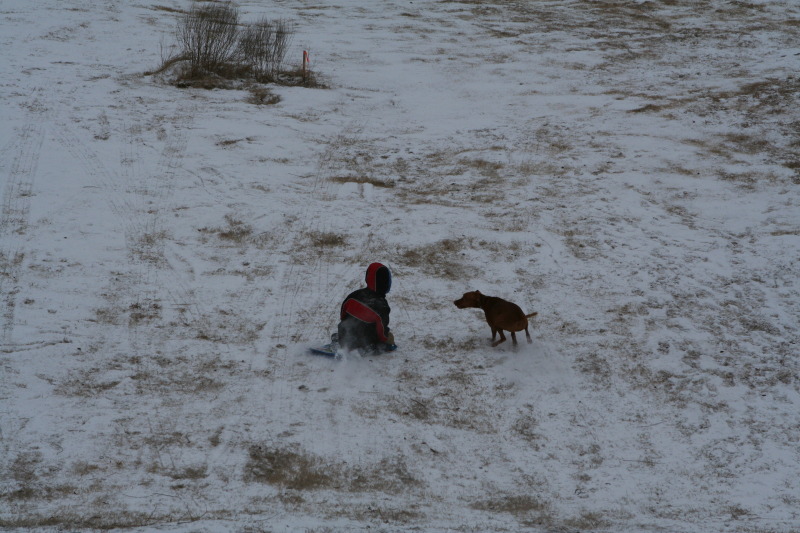 2011/02(February)/Snow-in-Austin/800x600_2011-02-04-Snow-in-Hutto-52-Chanc-Bevo.JPG