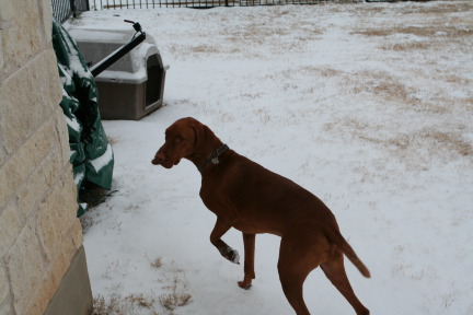 2011-02-04-Snow-in-Hutto-07-Bevo.JPG