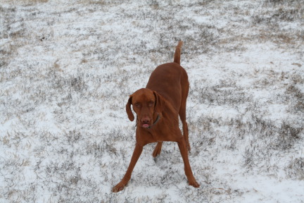 2011-02-04-Snow-in-Hutto-21-Bevo.JPG