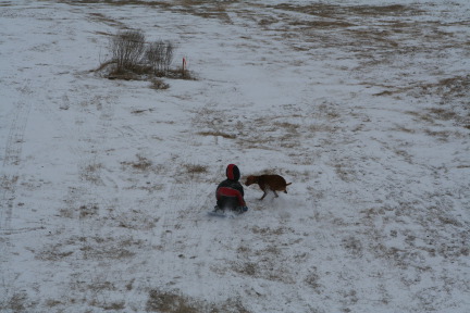 2011-02-04-Snow-in-Hutto-53-Chanc-Bevo.JPG