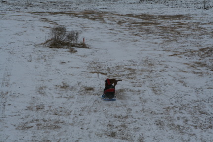 2011-02-04-Snow-in-Hutto-54-Chanc-Bevo.JPG