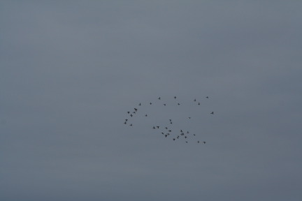 2011-02-04-Snow-in-Hutto-57-Geese.JPG
