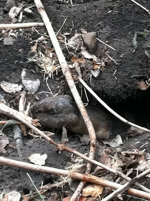 2011-07-01-Troop214-Camp-Wehinapay-04-Mole.jpg