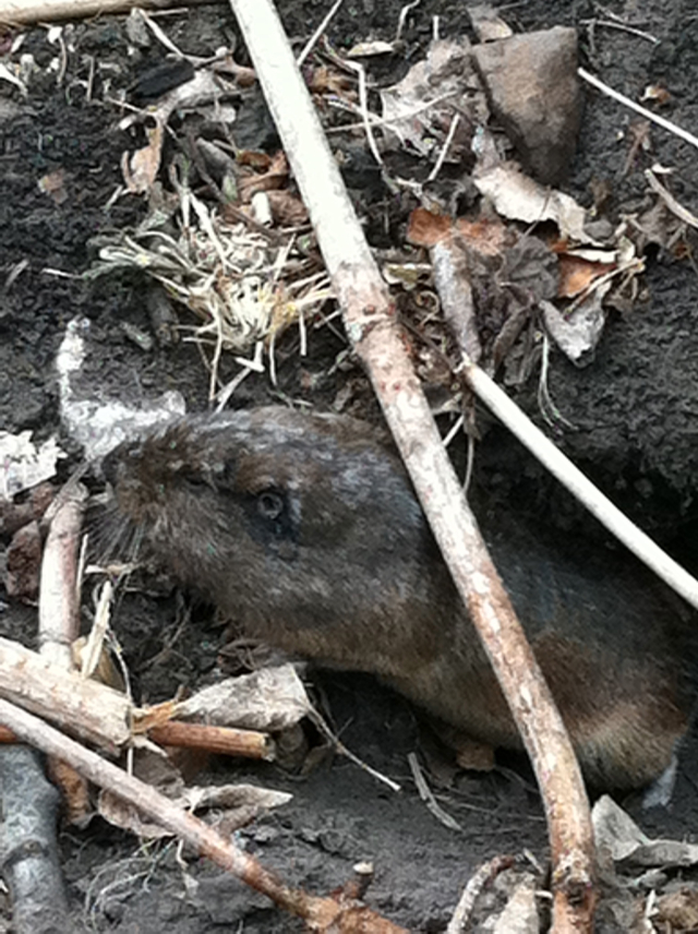 2011-07-01-Troop214-Camp-Wehinapay-05-Mole.jpg