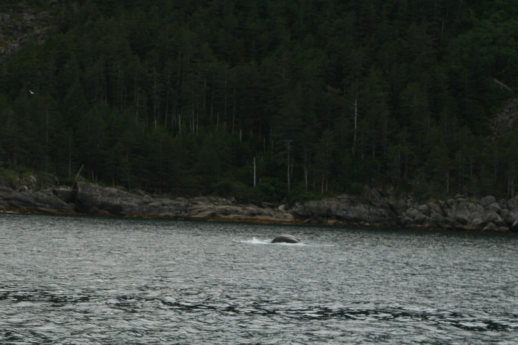 2011/07(July)/Alaska/1_Seward_Exit_Glacier/1024x768_2011-07-13-135-Seward.JPG