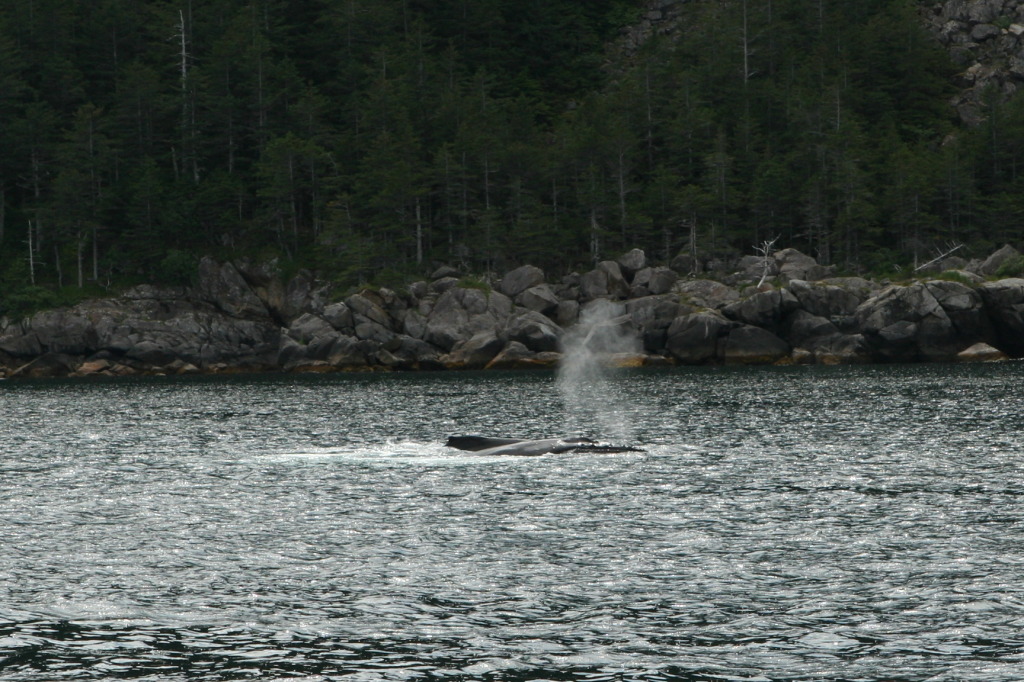 2011/07(July)/Alaska/1_Seward_Exit_Glacier/1024x768_2011-07-13-137-Seward.JPG