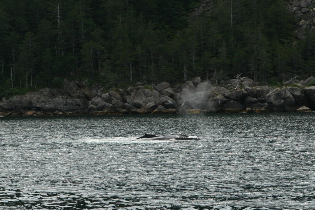 2011/07(July)/Alaska/1_Seward_Exit_Glacier/1024x768_2011-07-13-138-Seward.JPG