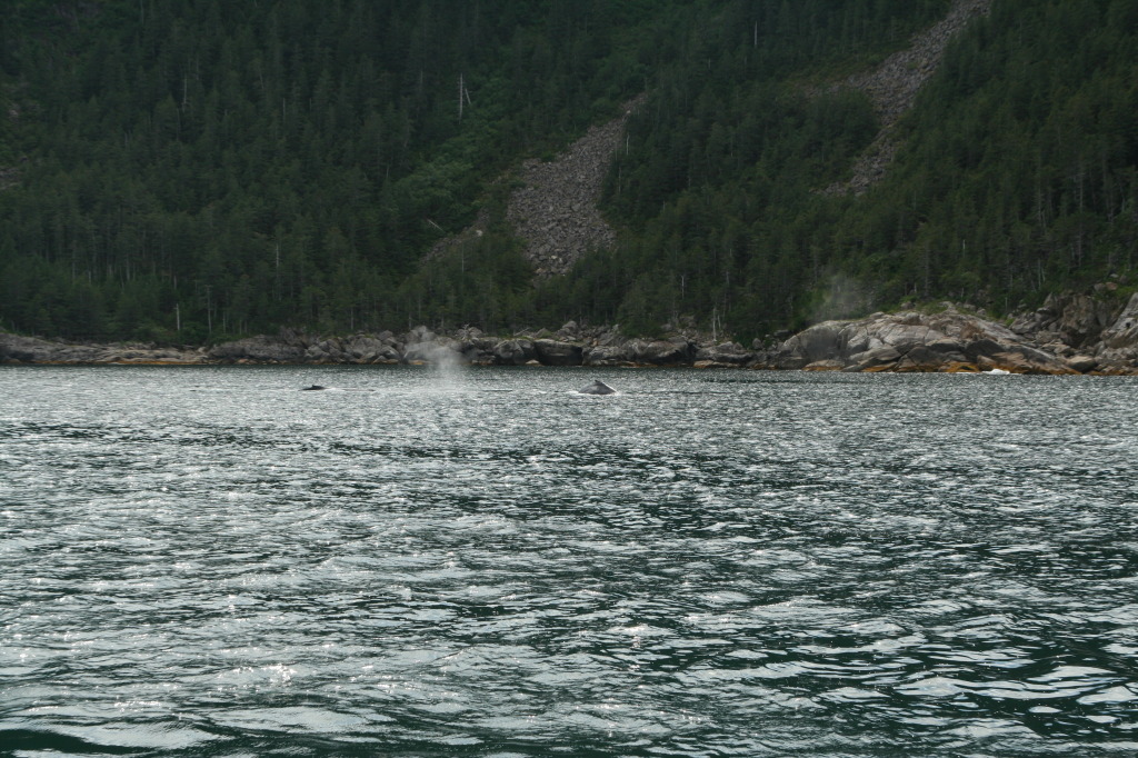 2011/07(July)/Alaska/1_Seward_Exit_Glacier/1024x768_2011-07-13-139-Seward.JPG