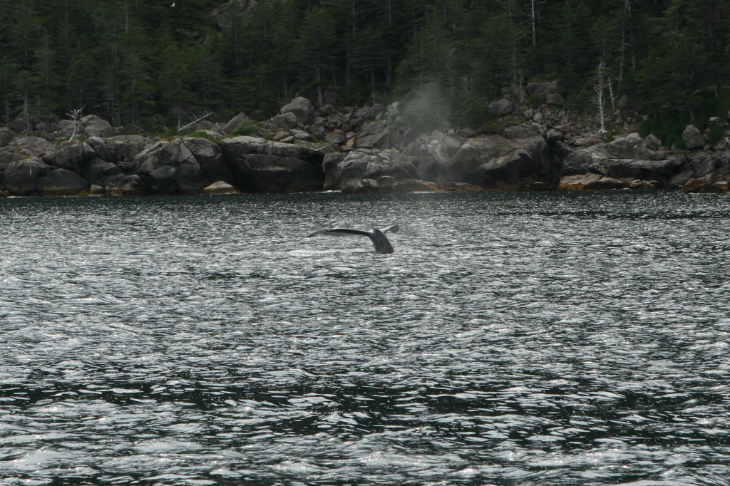 2011/07(July)/Alaska/1_Seward_Exit_Glacier/1024x768_2011-07-13-140-Seward.JPG