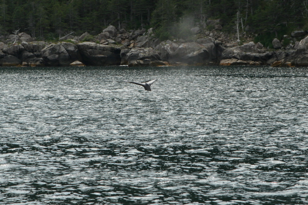 2011/07(July)/Alaska/1_Seward_Exit_Glacier/1024x768_2011-07-13-141-Seward.JPG