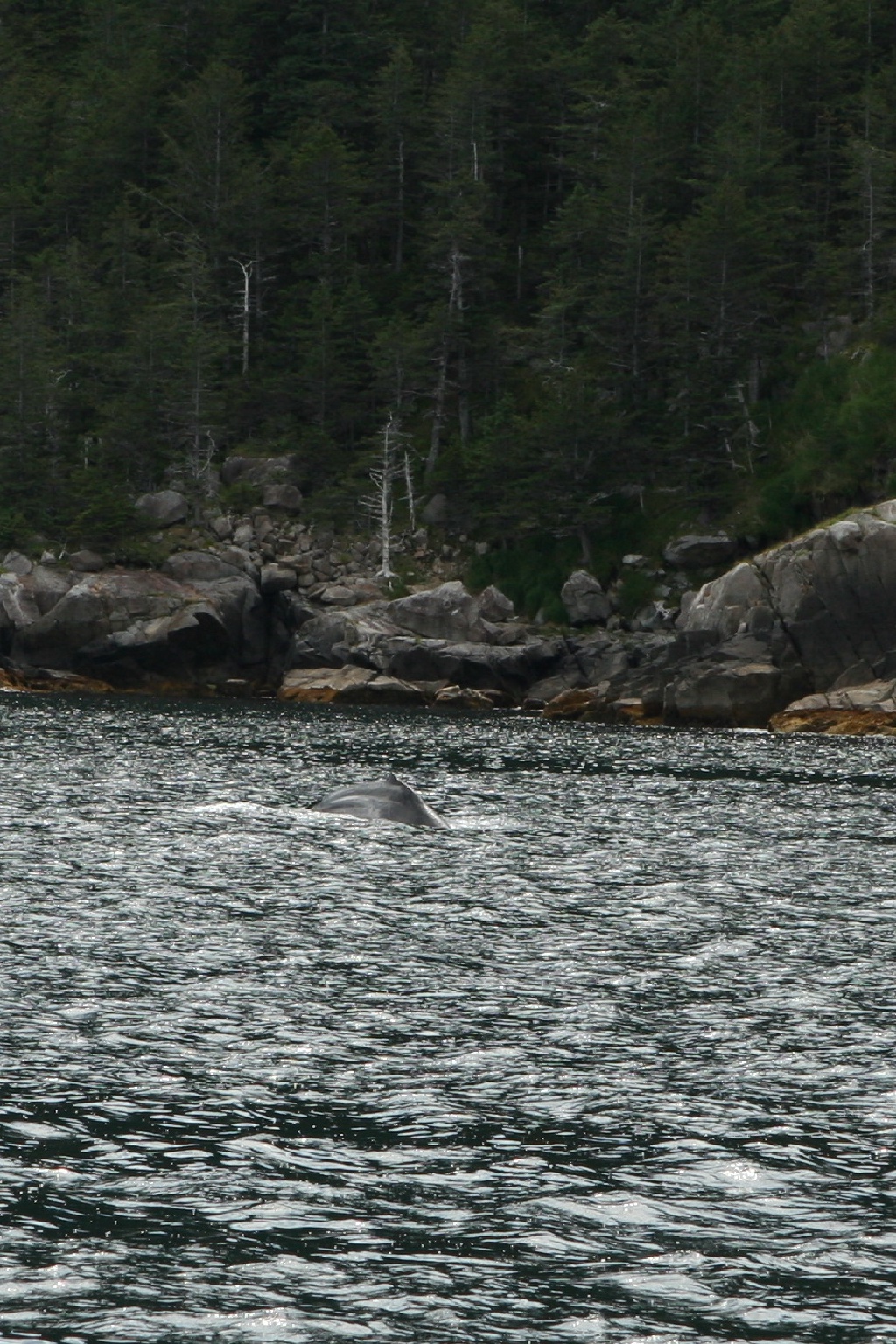 2011/07(July)/Alaska/1_Seward_Exit_Glacier/1024x768_2011-07-13-142-Seward.JPG
